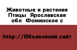 Животные и растения Птицы. Ярославская обл.,Фоминское с.